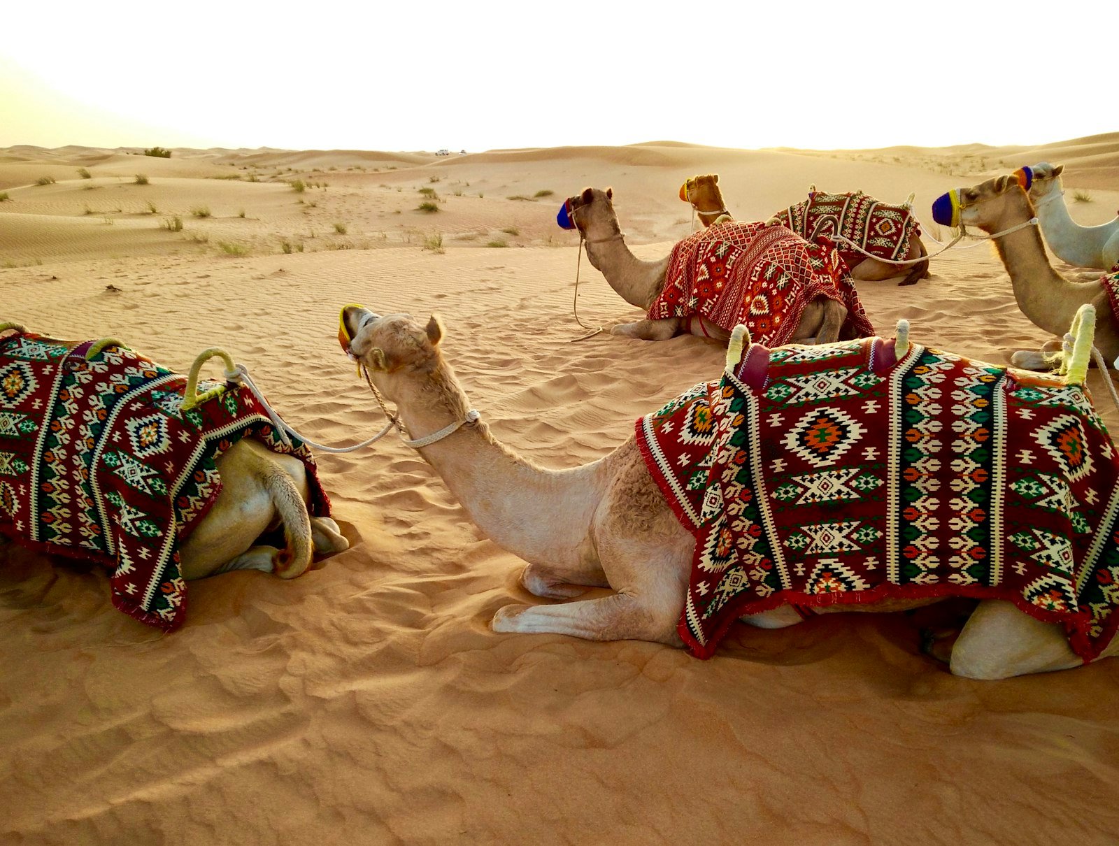 Camels resting in the desert outside Dubai